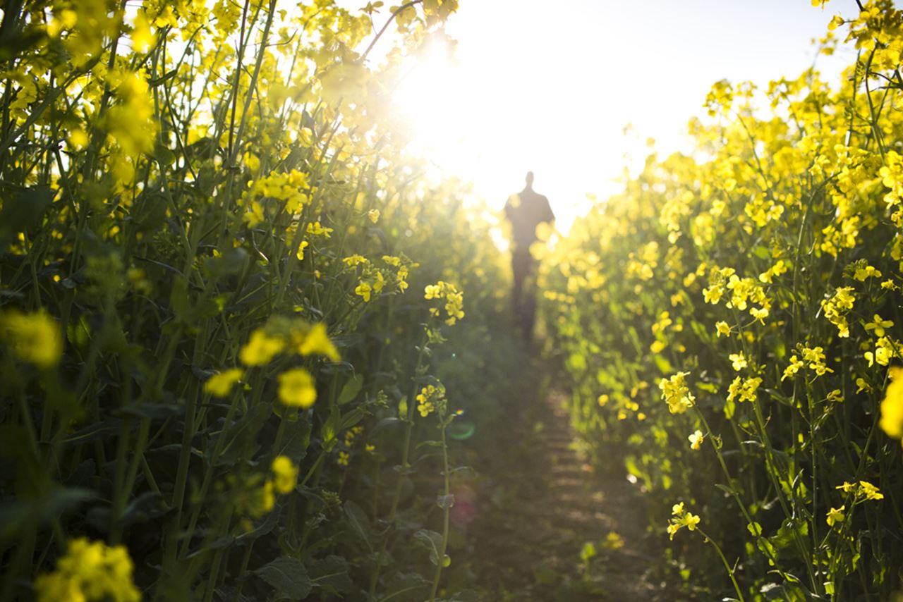 AgVenture Project Advances: Upfield Continues Support for Sustainable Canola Farming in Africa